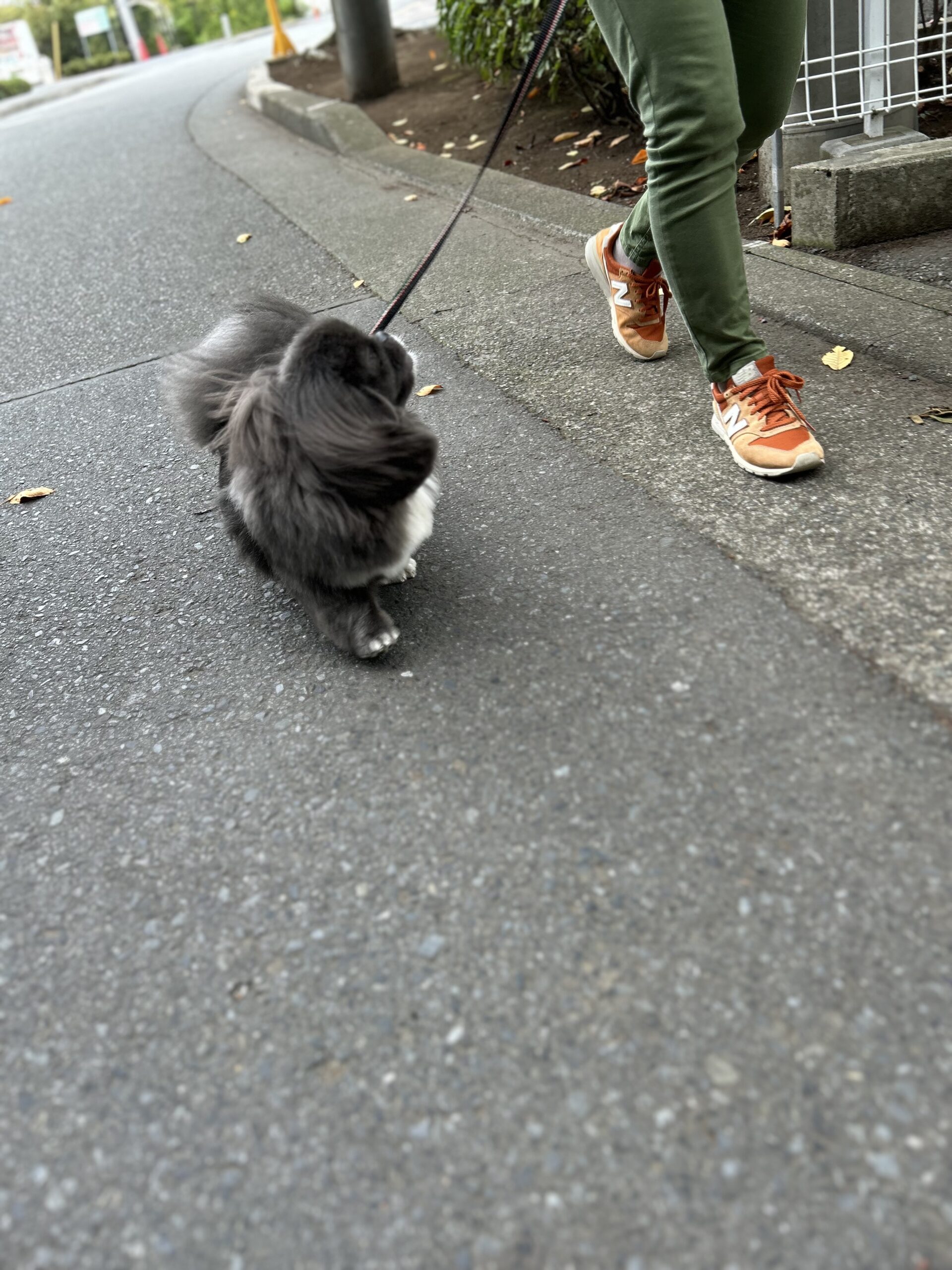 犬が歩かない——それは「わがまま」ではなく“サイン”です