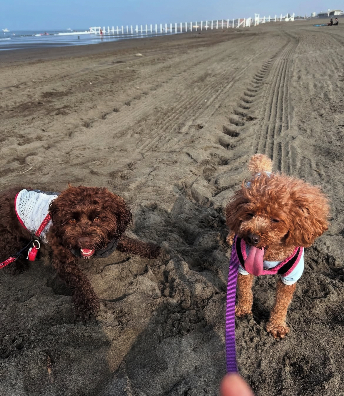 🐾 犬の「遊びたい」を途中で止めること、もったいなくないですか
