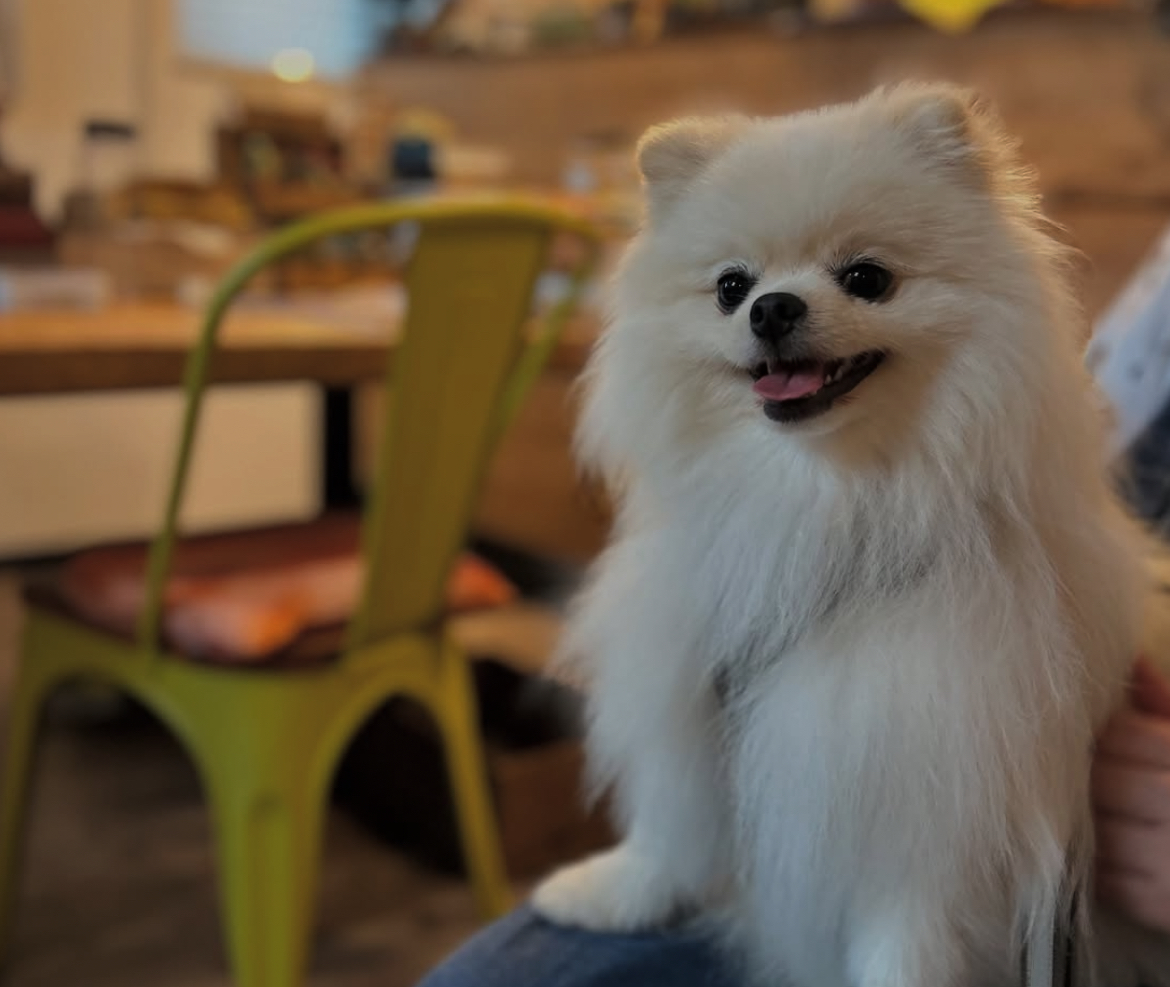 ドッグカフェ。。行けたらいいよね😀