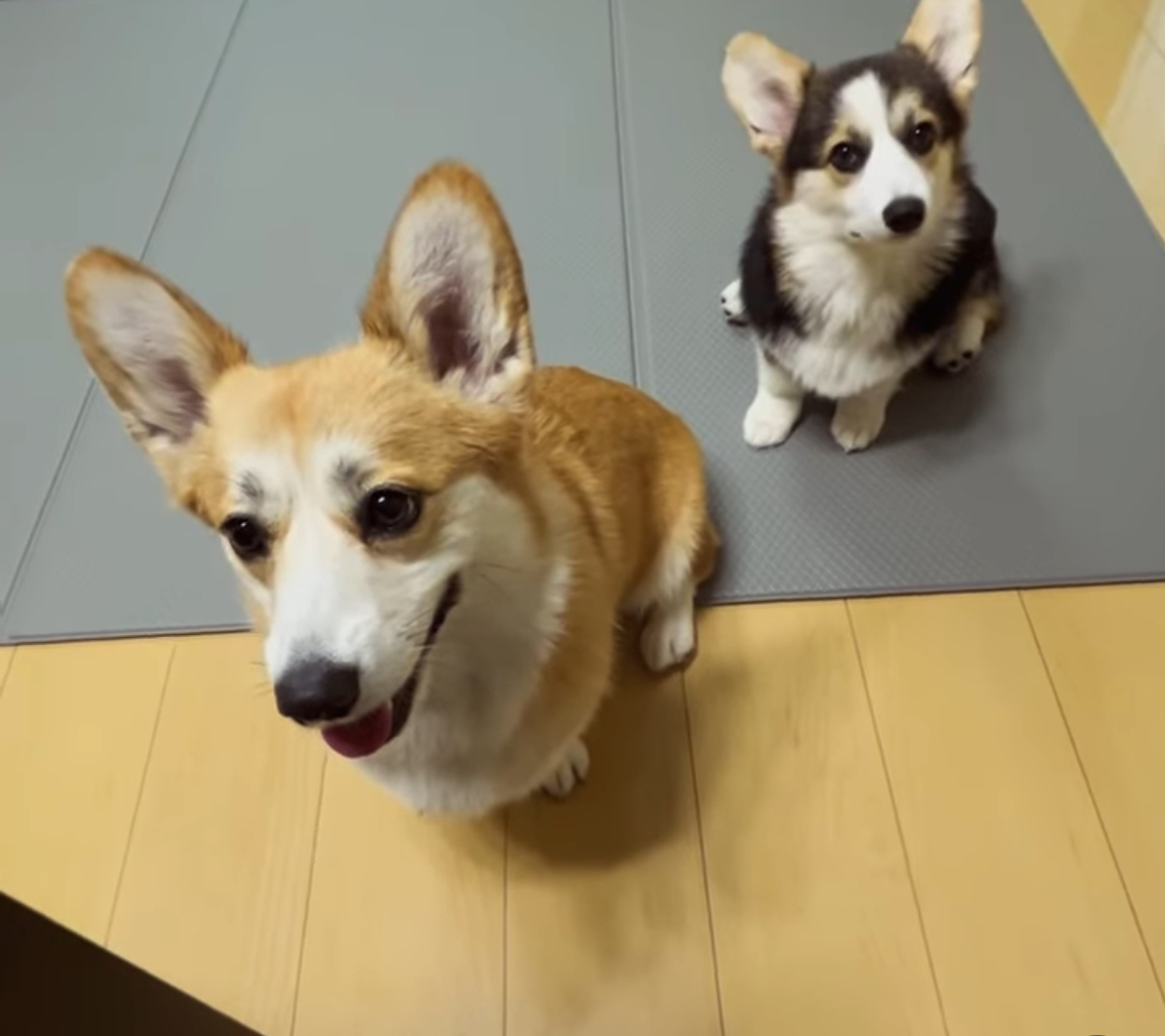 🐾 多頭飼いの“順番”より大事な事