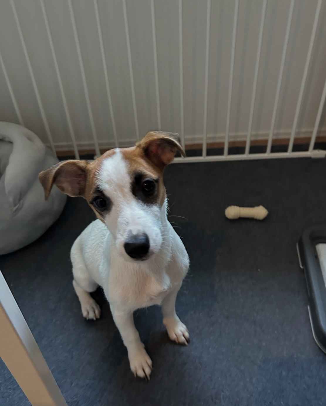 パピーカウンセリングで多くある質問たちー