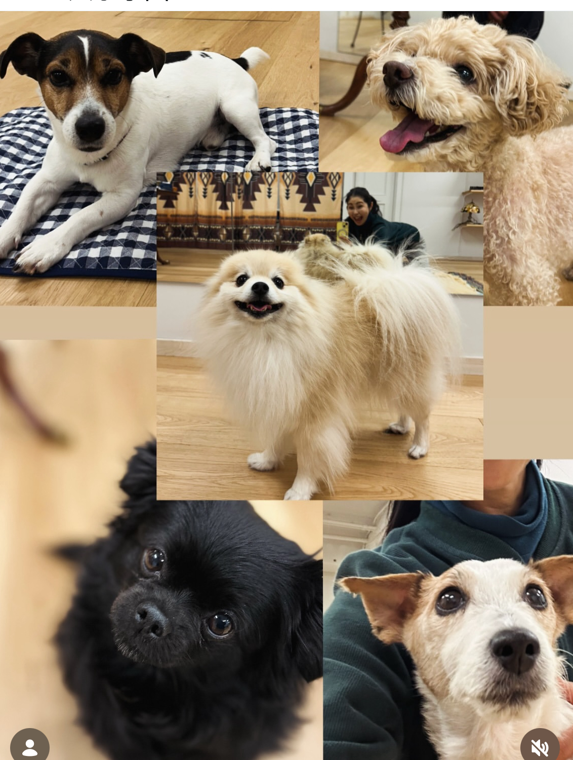 た｜出張ドッグトレーナーLIBALIVE