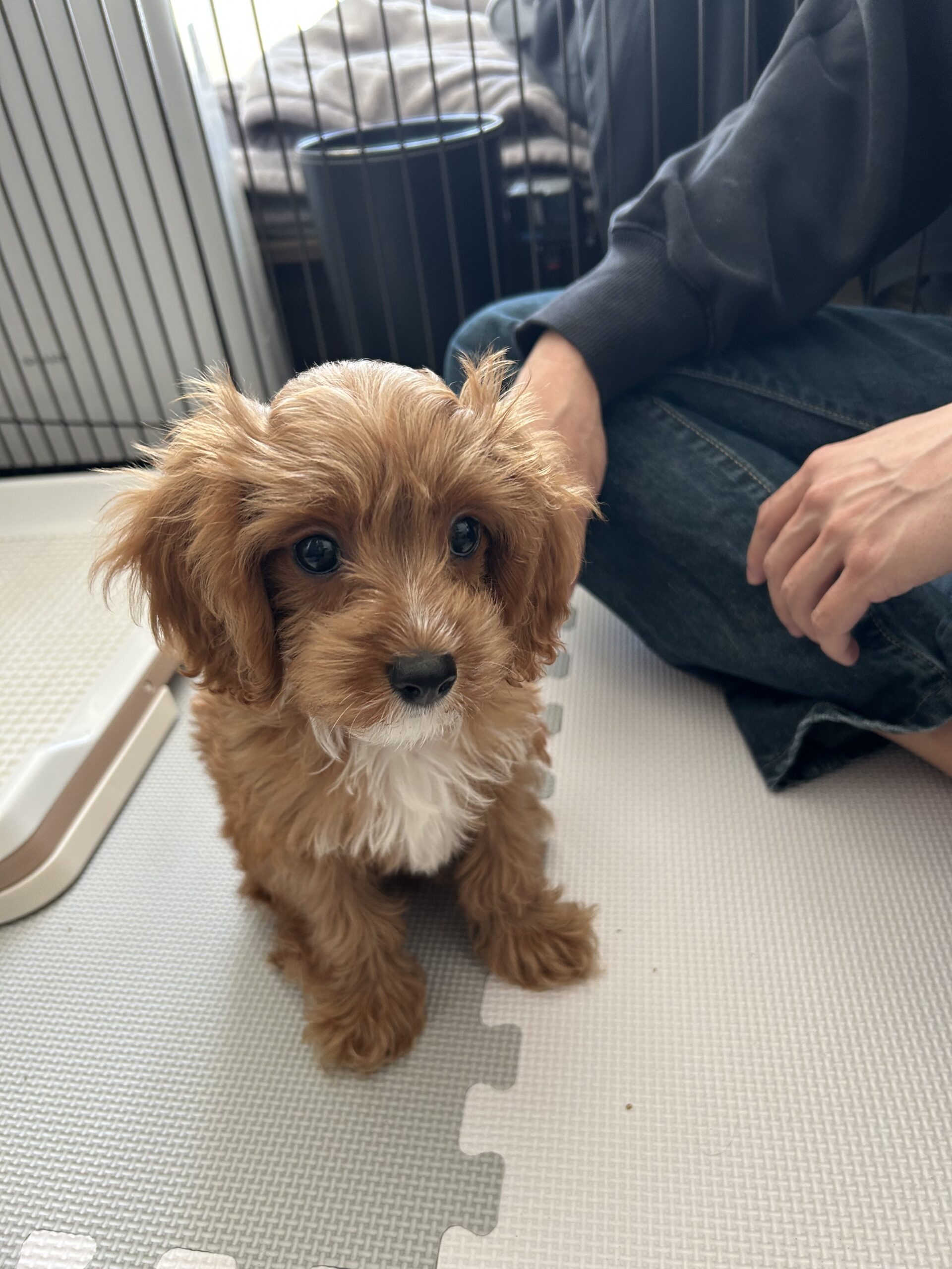 パピーのしつけがうまくいかない理由｜ポジティブトレーニングって？