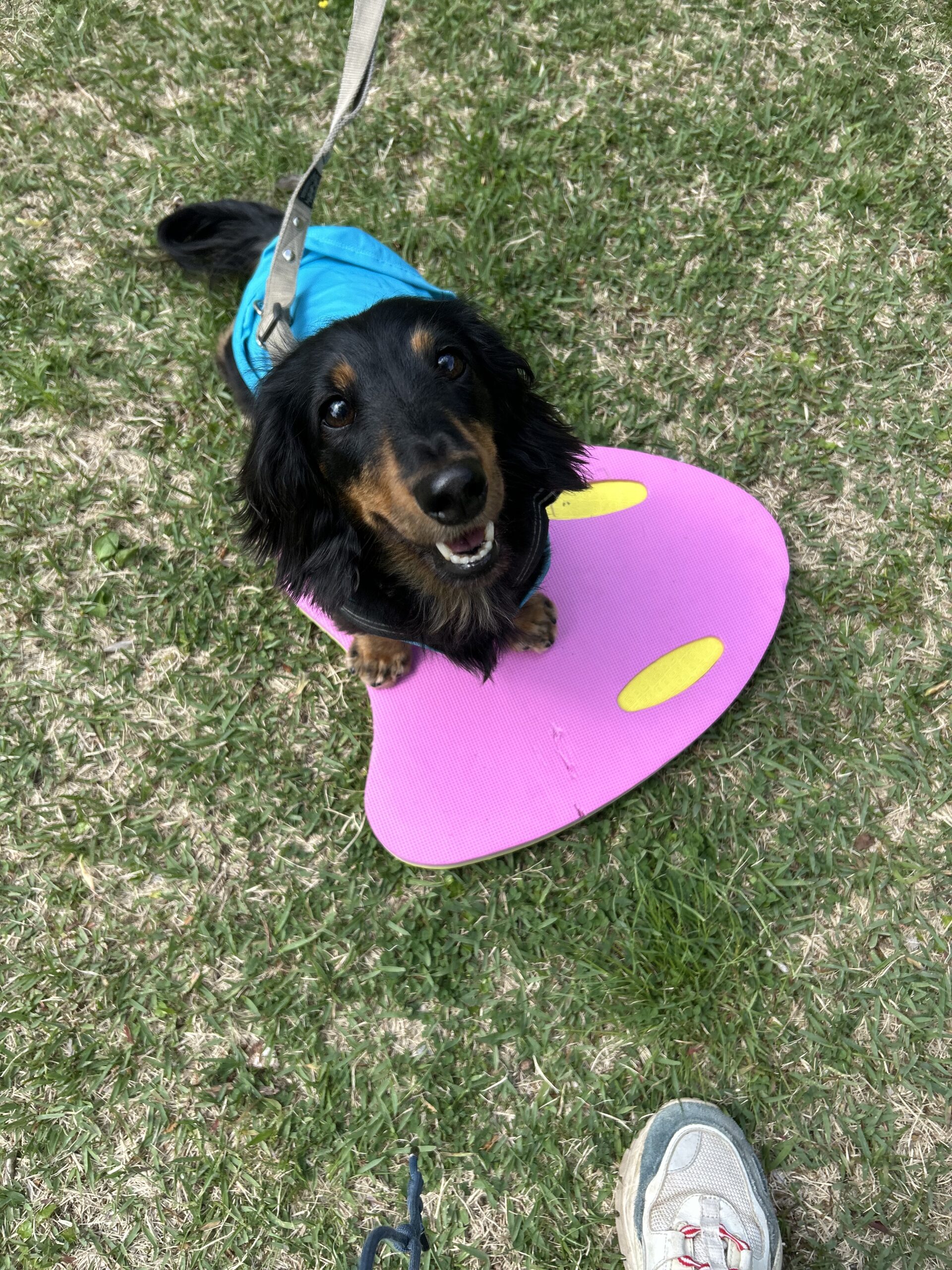 【犬の吠えは“止める”ほど悪化する？】
