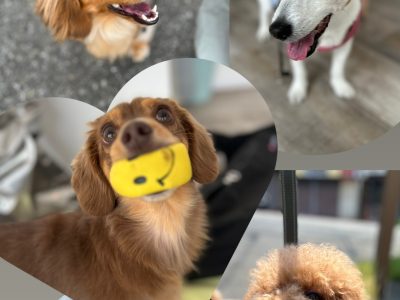 犬の整体部　シニアには当たり前のになるべき！！イベントやりまーす☺