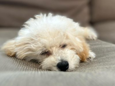 パピーﾄﾚｰﾆﾝｸﾞはやるべし！！！