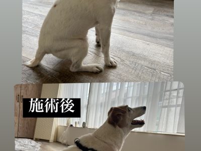 犬の整体　14歳ジャックラッセルテリア