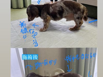 犬の整体17歳ダックス　施術