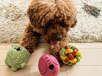 その玩具は魅力的ですか？