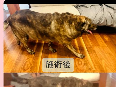 整体施術例　保護犬ちゃん5歳
