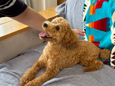 トリーツ（おやつ）のペース