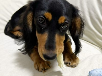 噛むことは重要な本能