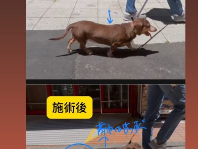 犬の整体部リバライブ　１６歳ダックスの変化