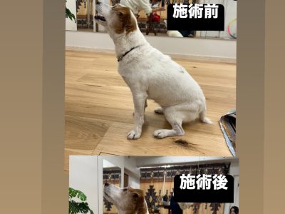 LIBALIVE  犬の整体・ドッグアナトミー１４歳の例