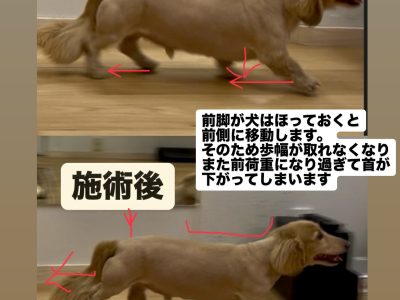 【犬の健康整体】大泉学園でのドッグアナトミーイベント開催のお礼と湘南・鎌倉の皆さまへのご案内