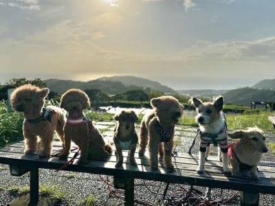 告知　DAY預かりセッション募集終了11月満席