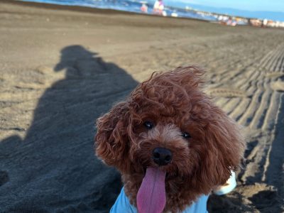 【Vol.2】パンティングの意味と犬の心と犬の安心サイン