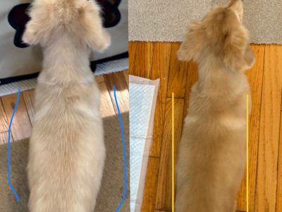 犬の整体　11歳ダックスちゃん