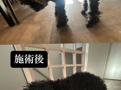 ハイシニアの犬の整体　前脚を充分に柔らかく動かすための施術