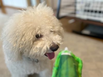 犬の行動はきっと人が作っている