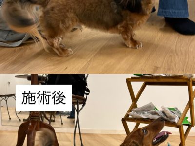 湘南・鎌倉・藤沢でも広がる犬の整体ケア｜練馬での7月開催レポート