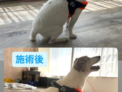 リバライブドッグアナトミー　シニアに必須