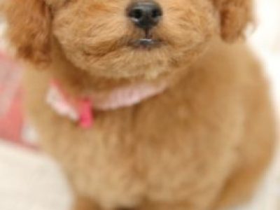 社会化って短いから急げ！！！