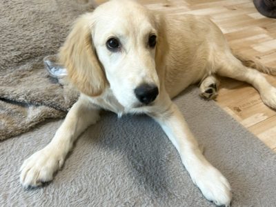 興奮したらダメ？！いやそこはしょうがない事よね( ´∀｀ )