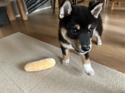 パピーを迎えたら。