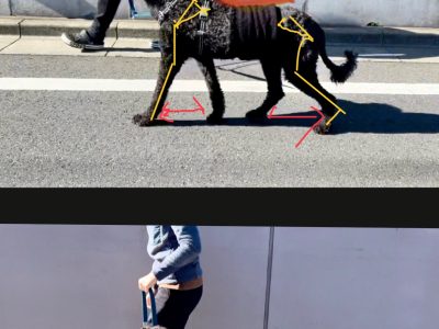 犬の整体　モニターさん体験①　変化