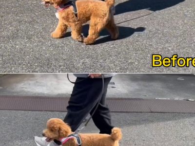 整体　トイプー2歳パテラ手術経験のナナ