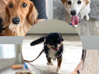 新座DreamShareAtelierにてドッグアナトミー犬の整体定期実施中