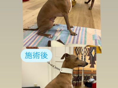 練馬区大泉学園にて毎月【犬の整体】実施してますよ～