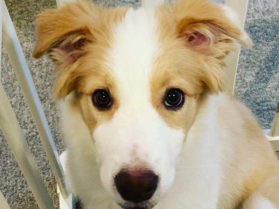 ご家族の継続こそしつけの成功