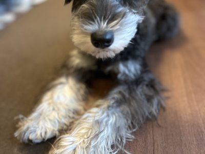 パピーの行動強化はシンプルで行くと簡単