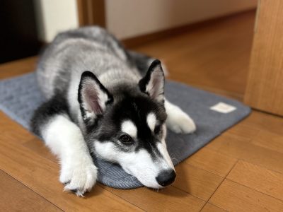 シリーズコラム 犬が落ち着かない理由諸々。
