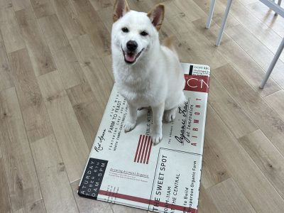 そんなつもりじゃなかったアルアル?犬はイメージと違う。それが普通。。プロに相談