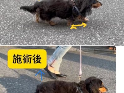犬の整体　施術例　17歳ダックスさん