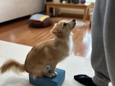 行動をかえる事ではなく、考えられる犬が理想だよね