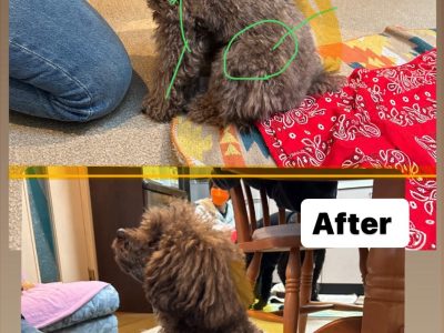 リバライブ犬の整体部　5歳の整体変化　