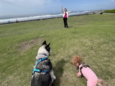 シリーズ②｜犬を見ると興奮する理由