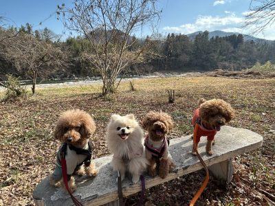 DAY遠征セッション2025年2月28日　犬達の預かりセッション