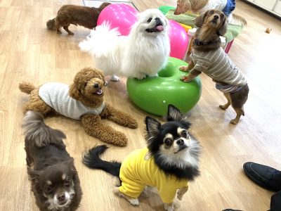 1歳以上のわんこのクラス　ハウスドッグclass　2024/2/23
