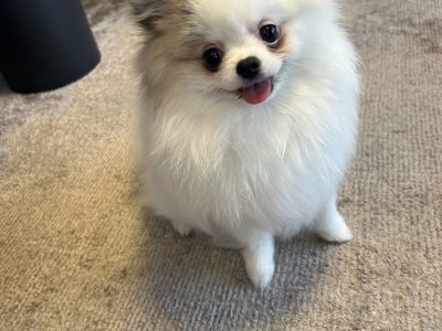 犬の行動は人が落ち着けば、落ち着けるよ！！