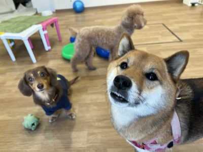 おめでとうございます❣ハウスドッグclass2024/1/5