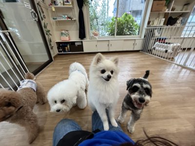 2024/6/28 ハウスドッグ?クラス