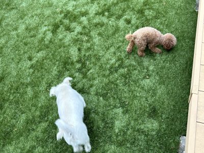 犬の本能行動は工夫して