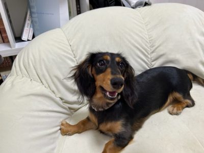 芸といわれる行動の意味を考えてみよう