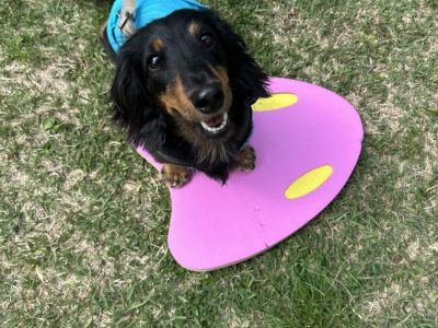【犬の吠えは“止める”ほど悪化する？】