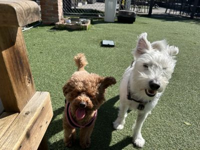 犬との関係　お預かりレッスンそれぞれに応じて